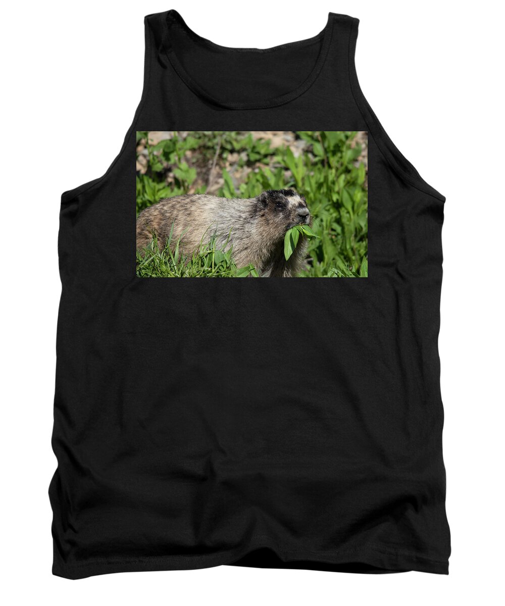 Hoary Marmot Says Yummy Food To Eat! Tank Top featuring the photograph Hoary Marmot says yummy food to eat by Carolyn Hall
