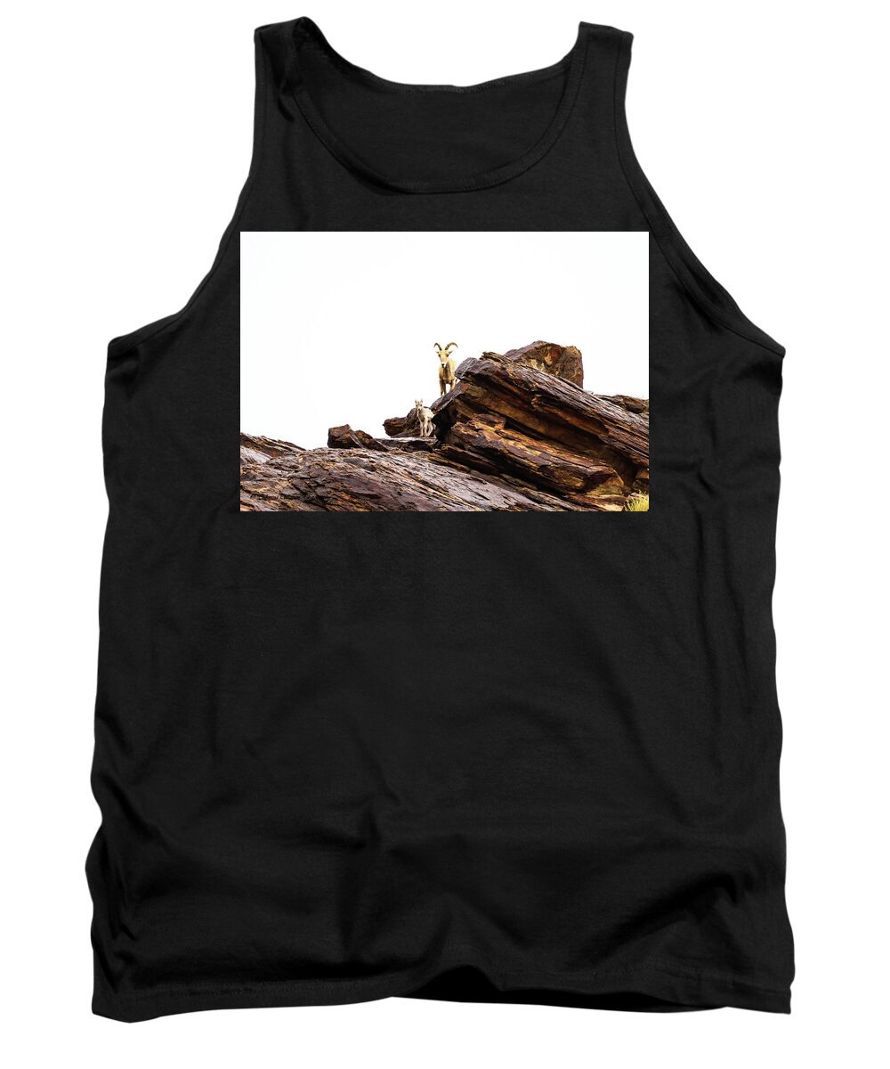Mountain Goat Tank Top featuring the photograph Mountain Goat and Calf by Tahmina Watson