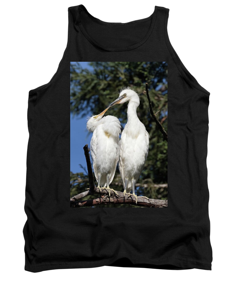 Snowy Egret Tank Top featuring the photograph Silly Baby Egret Chicks by Kathleen Bishop