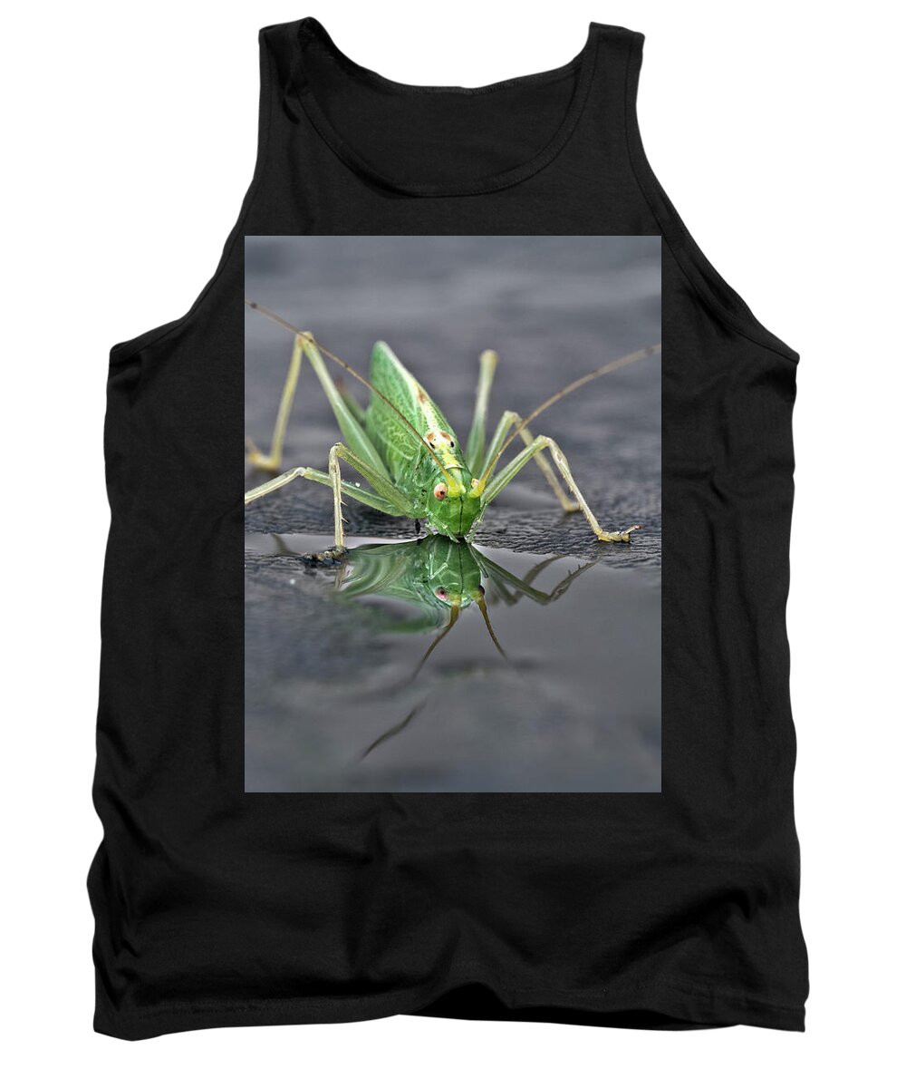Sip Mirror Reflection Beautiful Green Eyes Cricket Drinking Water Insect Six Legs Unique Bizarre Close Up Macro Natural History Looking Humor Funny Single One Life-style Portrait Whiskers Delicate Vivid Color Beauty Alone Posing Elegant Handsome Figure Character Expressive Charming Singular Stylish Solo Fantastic Solitary Lonesome Loner Pretty Delightful Serenity Enjoying Joy Stimulating Mysterious Surreal Creative Fantasy Weird Imaginary Aesthetic Eccentric Grotesque Peculiar Face Puddle Nice Tank Top featuring the photograph Sip Of Water - Am I Beautiful? by Tatiana Bogracheva