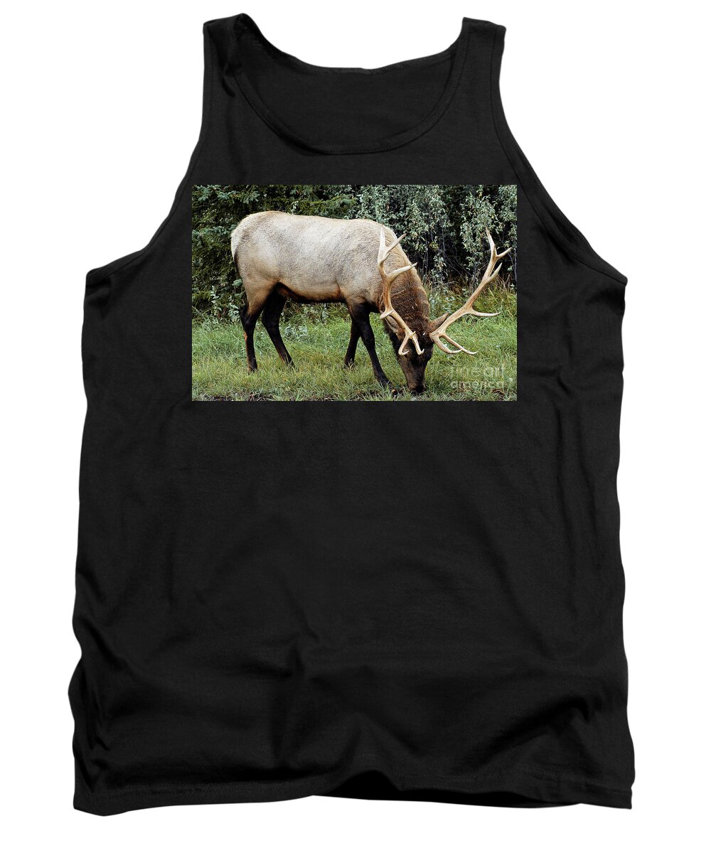 National Park Tank Top featuring the photograph Snack Time - Jasper National Park, Alberta, Canada by Paolo Signorini
