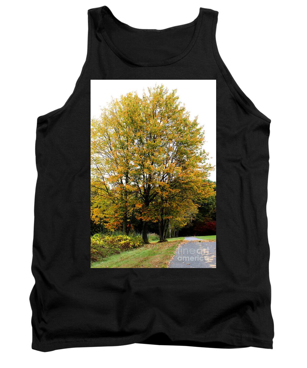 Trees Tank Top featuring the photograph Touched By An Autumn Sun by Frances Ferland