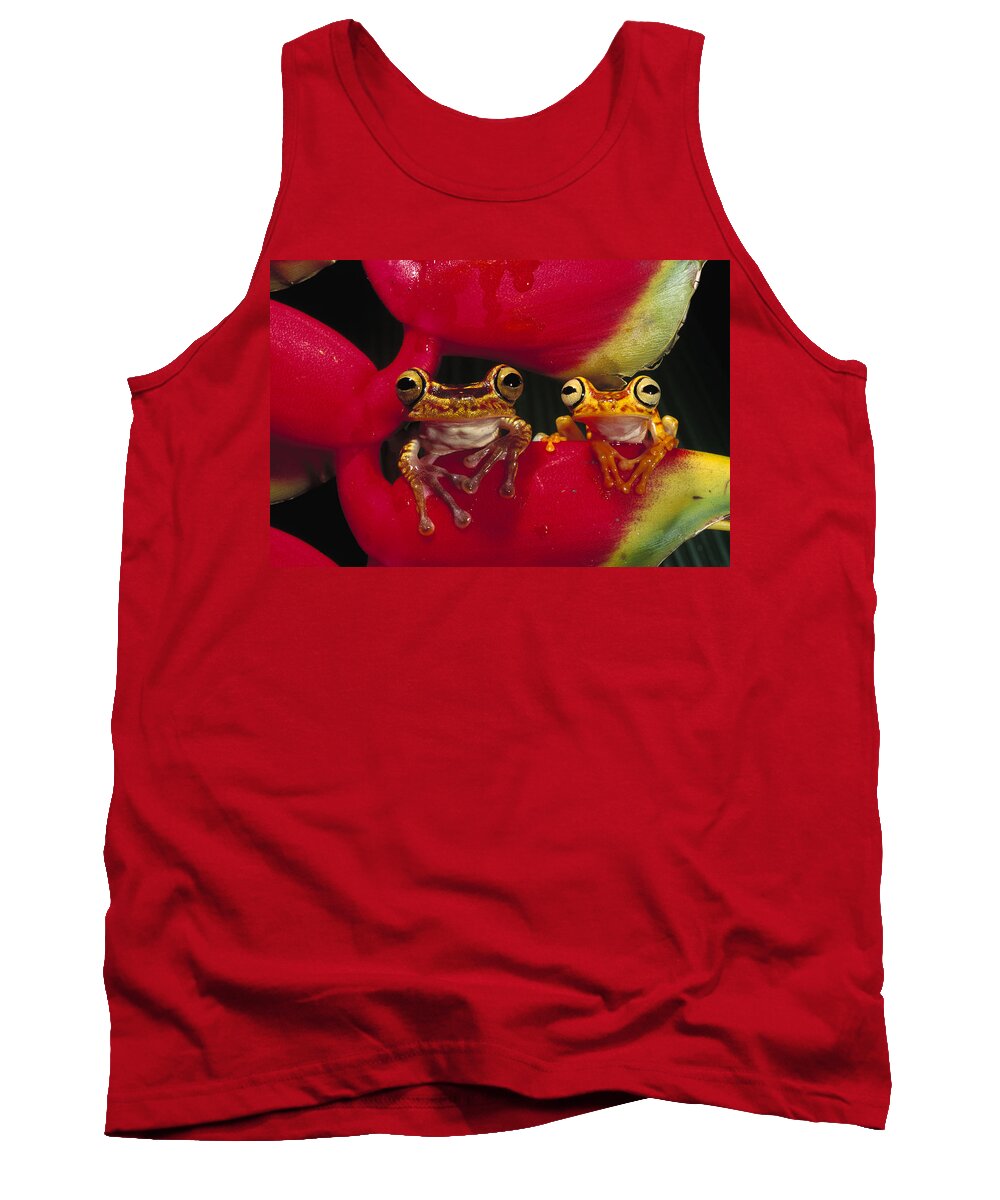 00216498 Tank Top featuring the photograph Chachi Tree Frog Pair by Pete Oxford