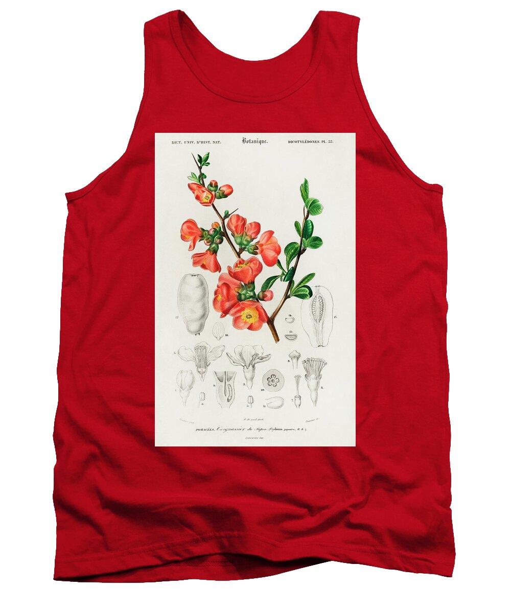 Vintage Tank Top featuring the painting Maules quince - Cydonia japonica illustrated by Charles Dessalines by Vincent Monozlay