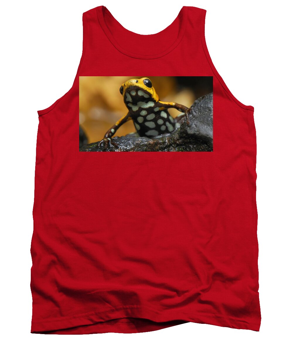 Poison Dart Frog Tank Top featuring the photograph Poison dart frog by Jackie Russo