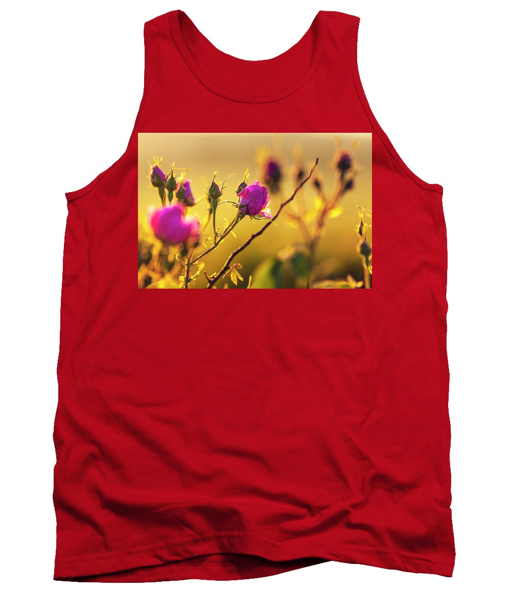 Bulgaria Tank Top featuring the photograph Roses In Gold by Evgeni Dinev