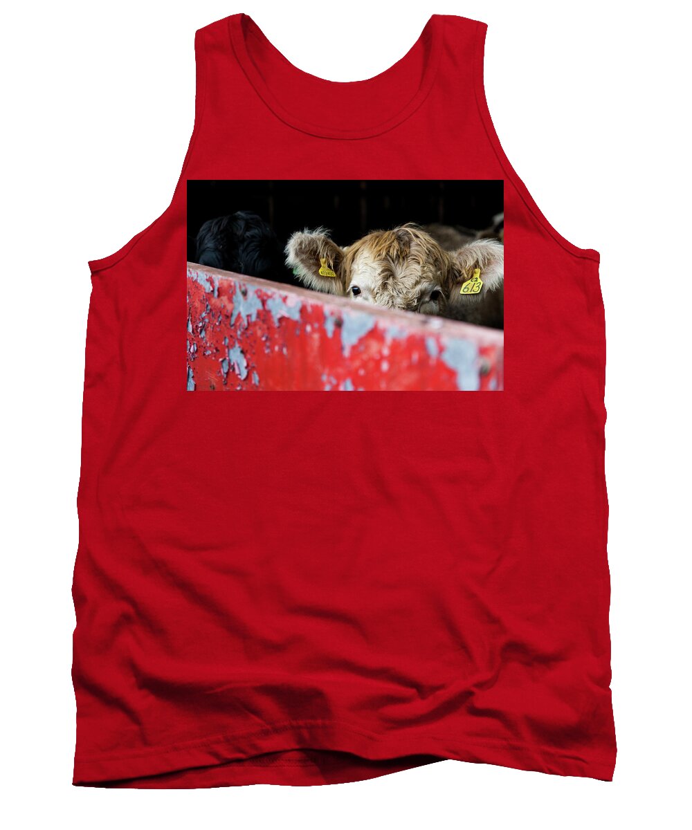 Young Cow Tank Top featuring the photograph Young blonde cow and red metal barn door by Anita Nicholson