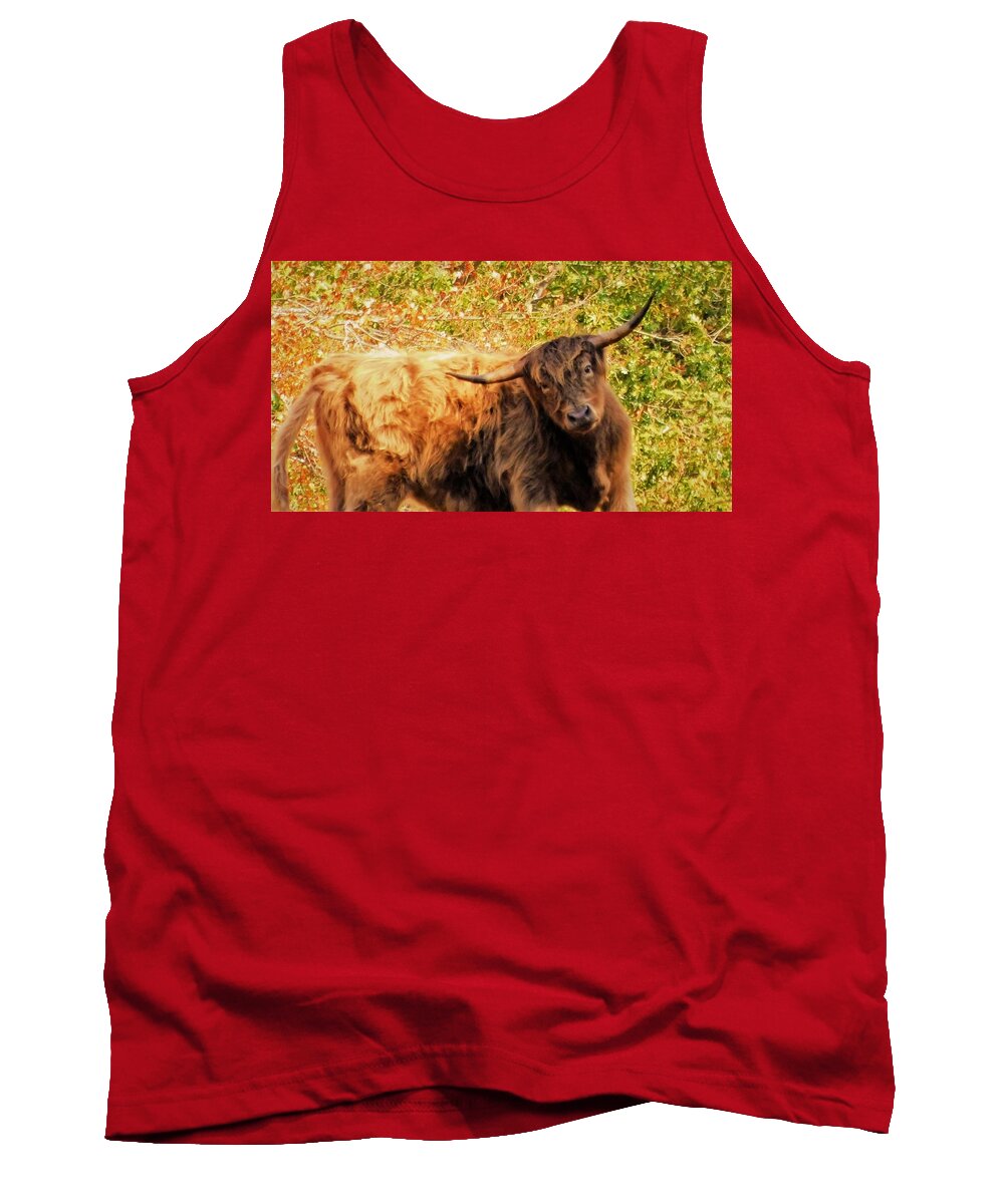 - Highland Cows In Nh Tank Top featuring the photograph - Highland Cows In NH by THERESA Nye