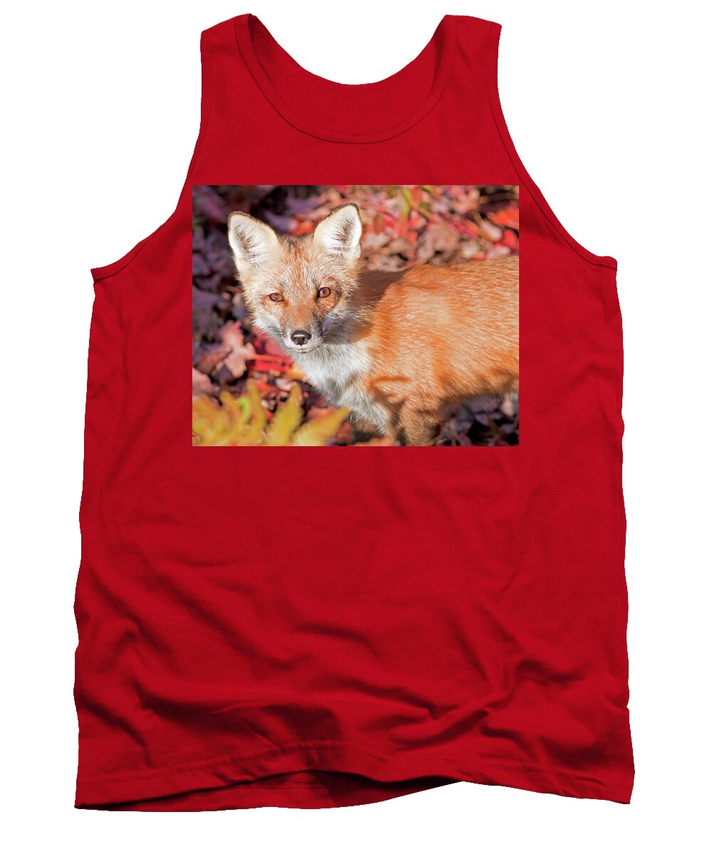 New Hampshire Tank Top featuring the photograph Red Fox by John Rowe