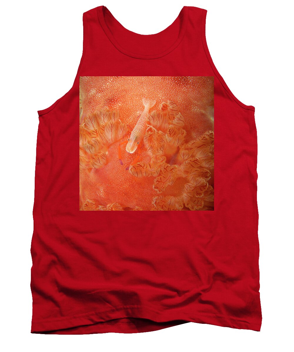 Red Tank Top featuring the photograph Shrimp on nudibranch by Artesub