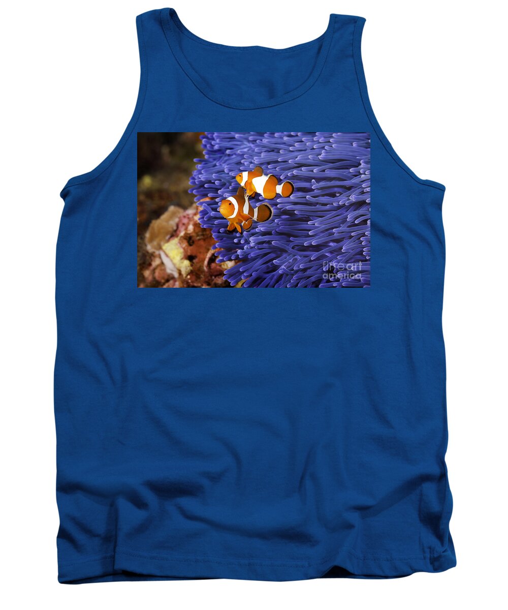  Anemone Tank Top featuring the photograph Ocellaris Clownfish by Anthony Totah