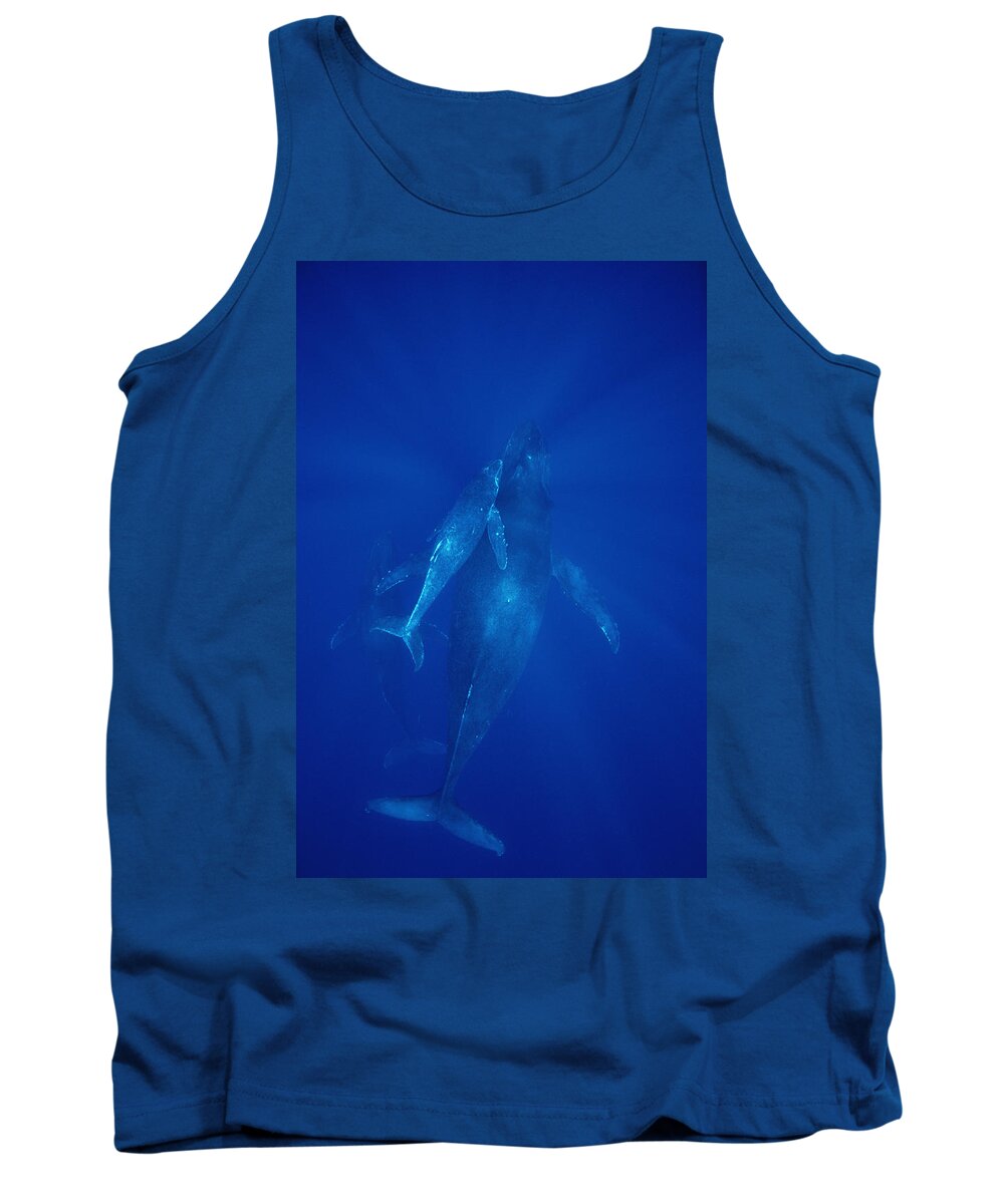 Feb0514 Tank Top featuring the photograph Humpback Whale Cow Calf And Male Escort #1 by Flip Nicklin