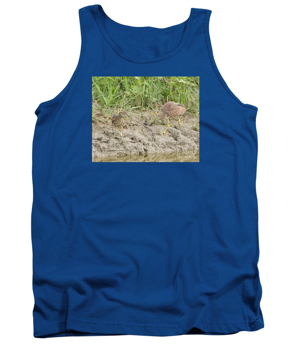 Bird Tank Top featuring the photograph Black Crowned Night Heron #15 by Dennis Hammer