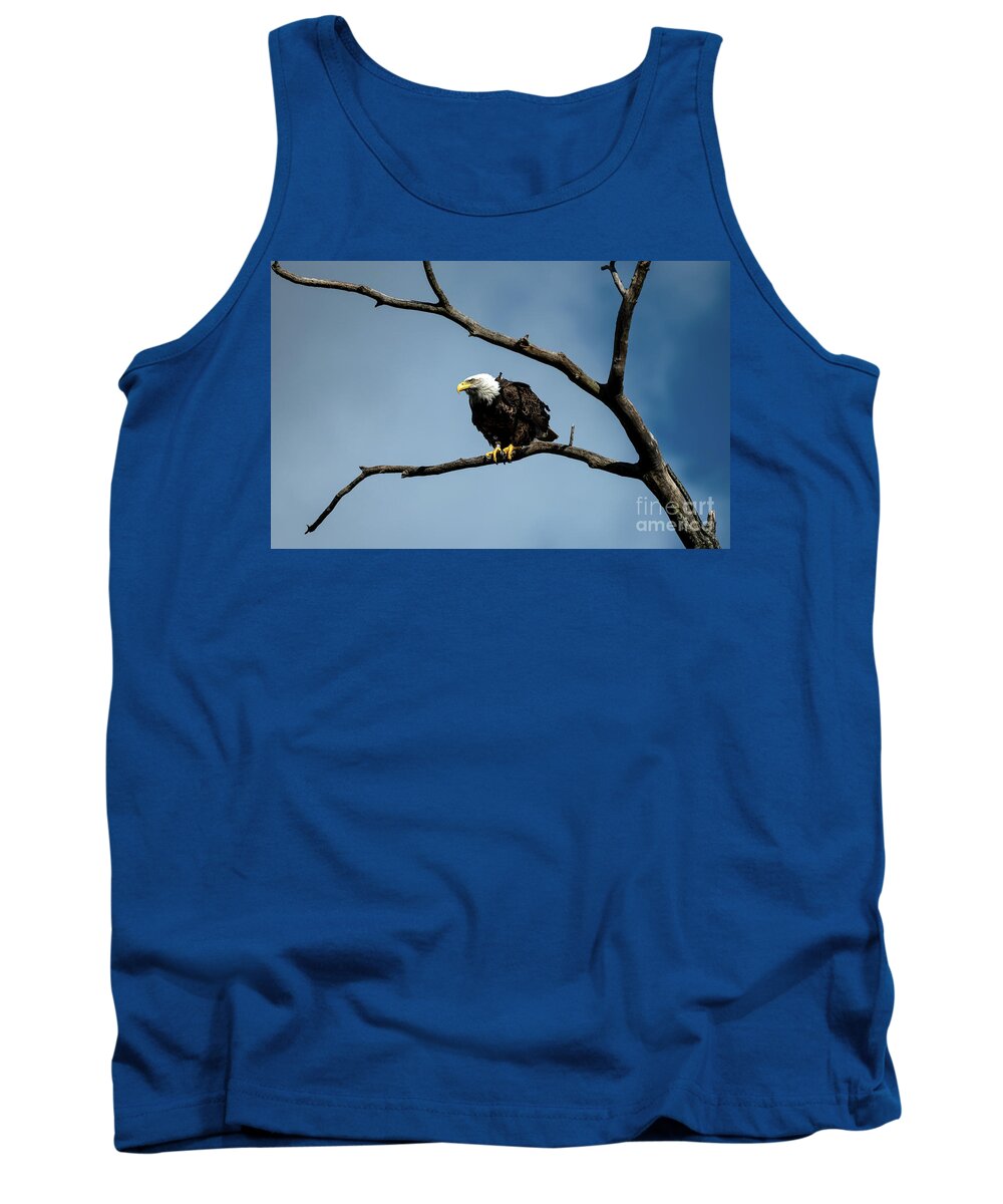 Bald Eagle Tank Top featuring the photograph Bald eagle perched #1 by Sam Rino