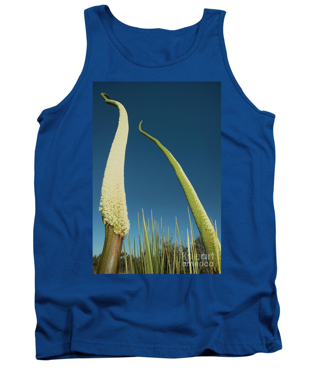 00531570 Tank Top featuring the photograph Grass Tree Flower Stalks by Kevin Schafer