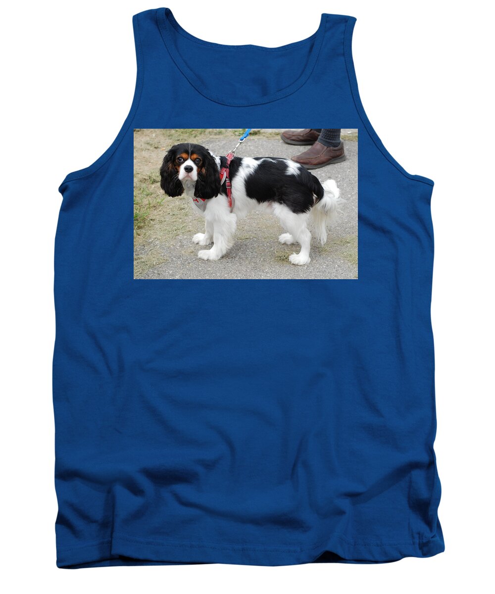 Animals Tank Top featuring the photograph Cavalier King Charles Spaniel by Ee Photography