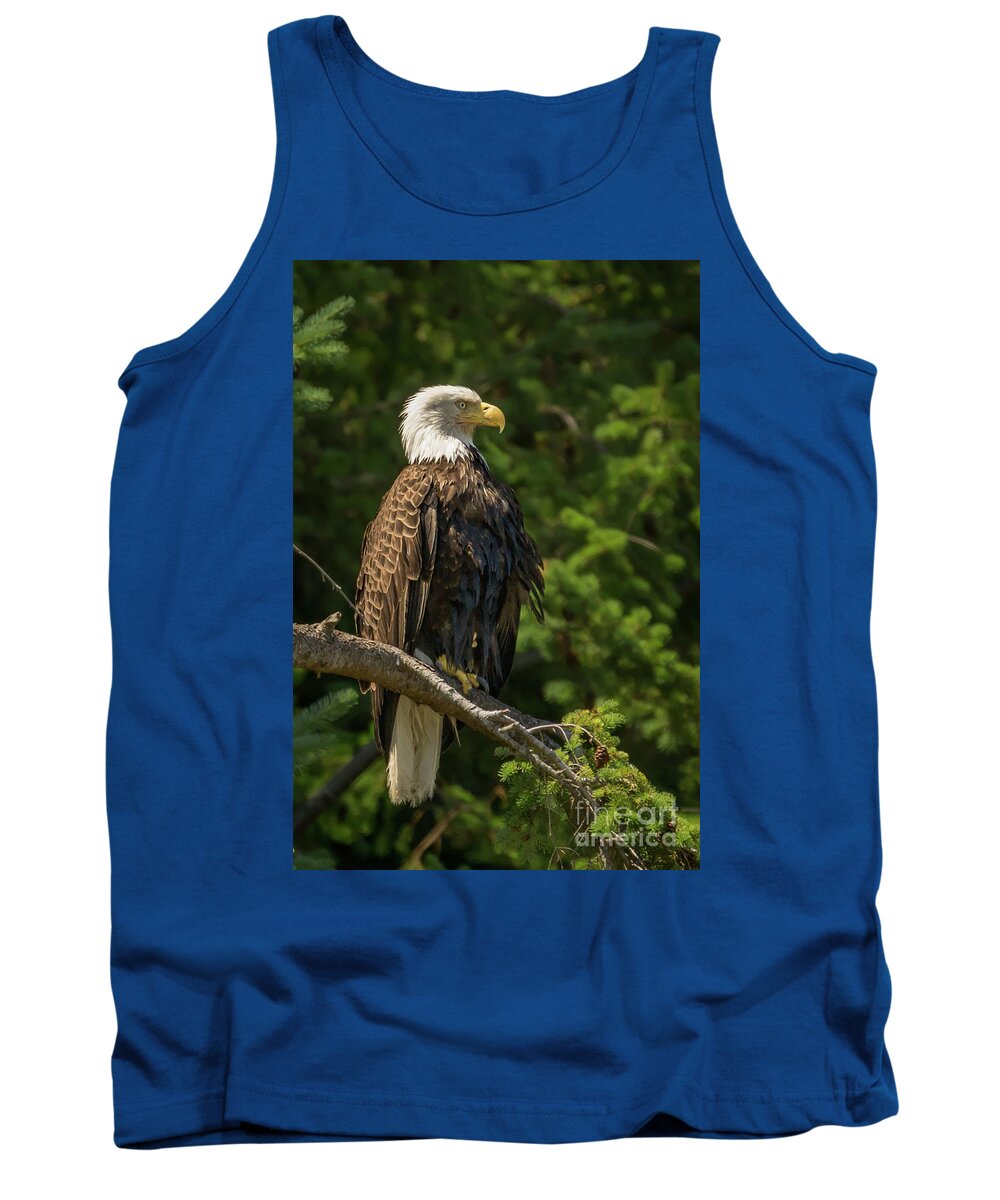 Bald Eagle Tank Top featuring the photograph Bald Eagle in Sunlight on Camano Island by Nancy Gleason