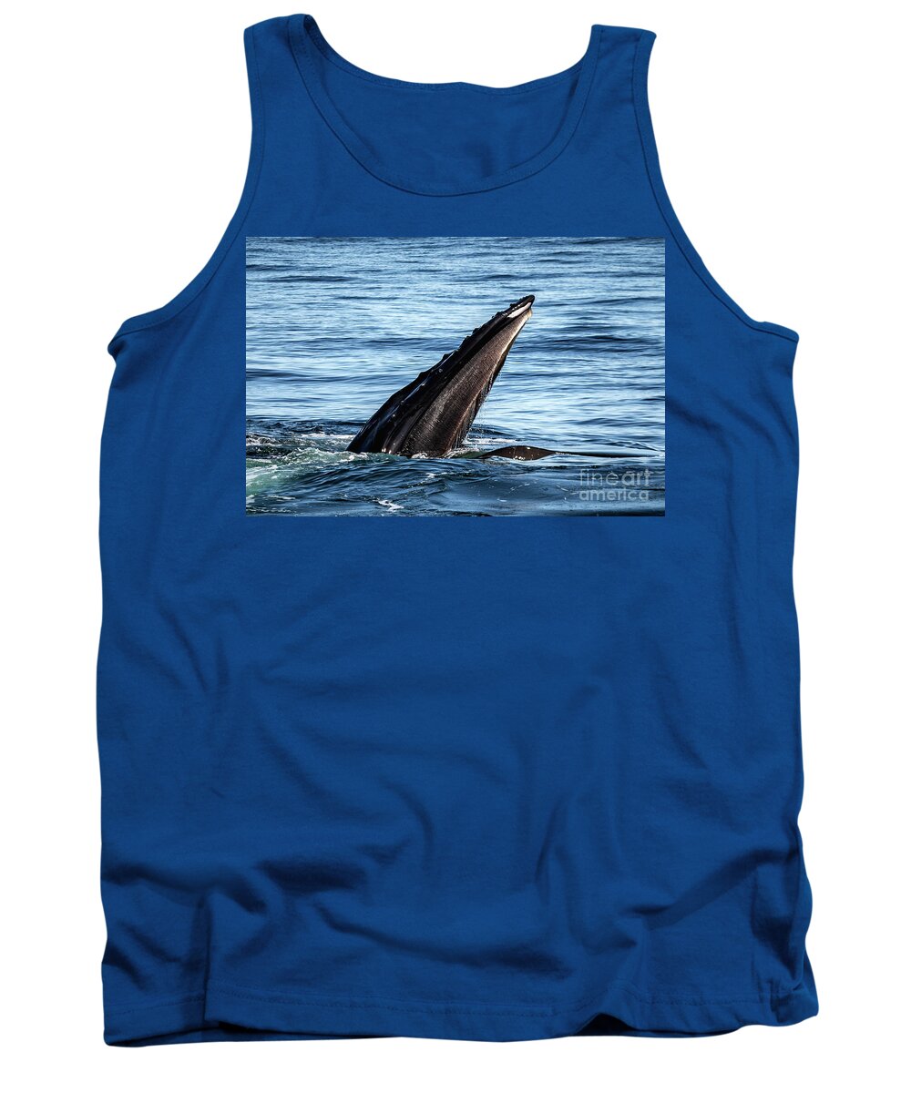 Baleen Tank Top featuring the photograph Humpback Feeding by Lorraine Cosgrove