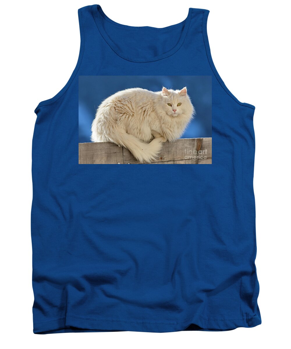 Pet Tank Top featuring the photograph White cat by Matteo Del Grosso