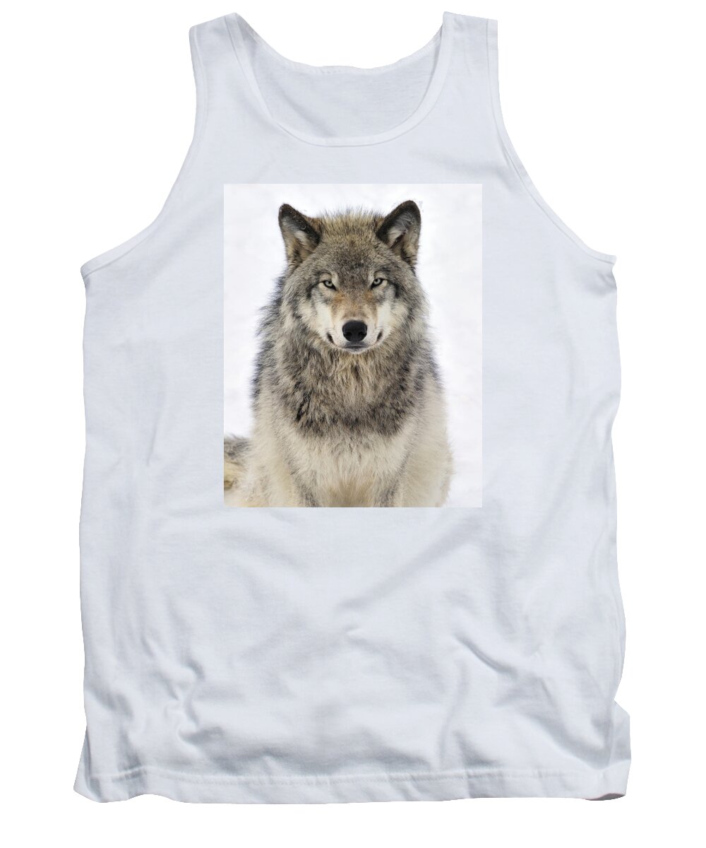 #faatoppicks Tank Top featuring the photograph Timber Wolf Portrait #2 by Tony Beck