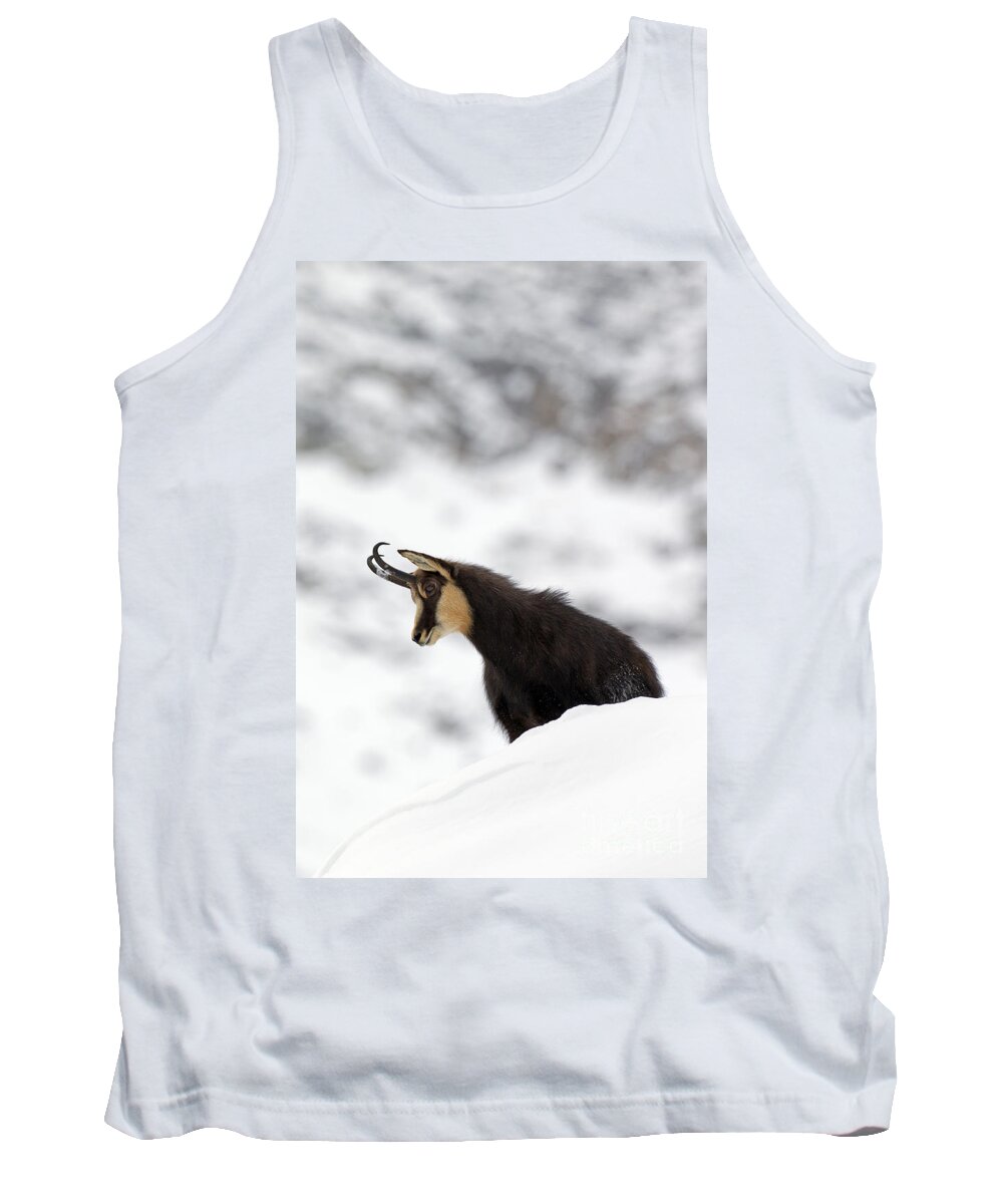 Chamois Tank Top featuring the photograph 130201p229 by Arterra Picture Library