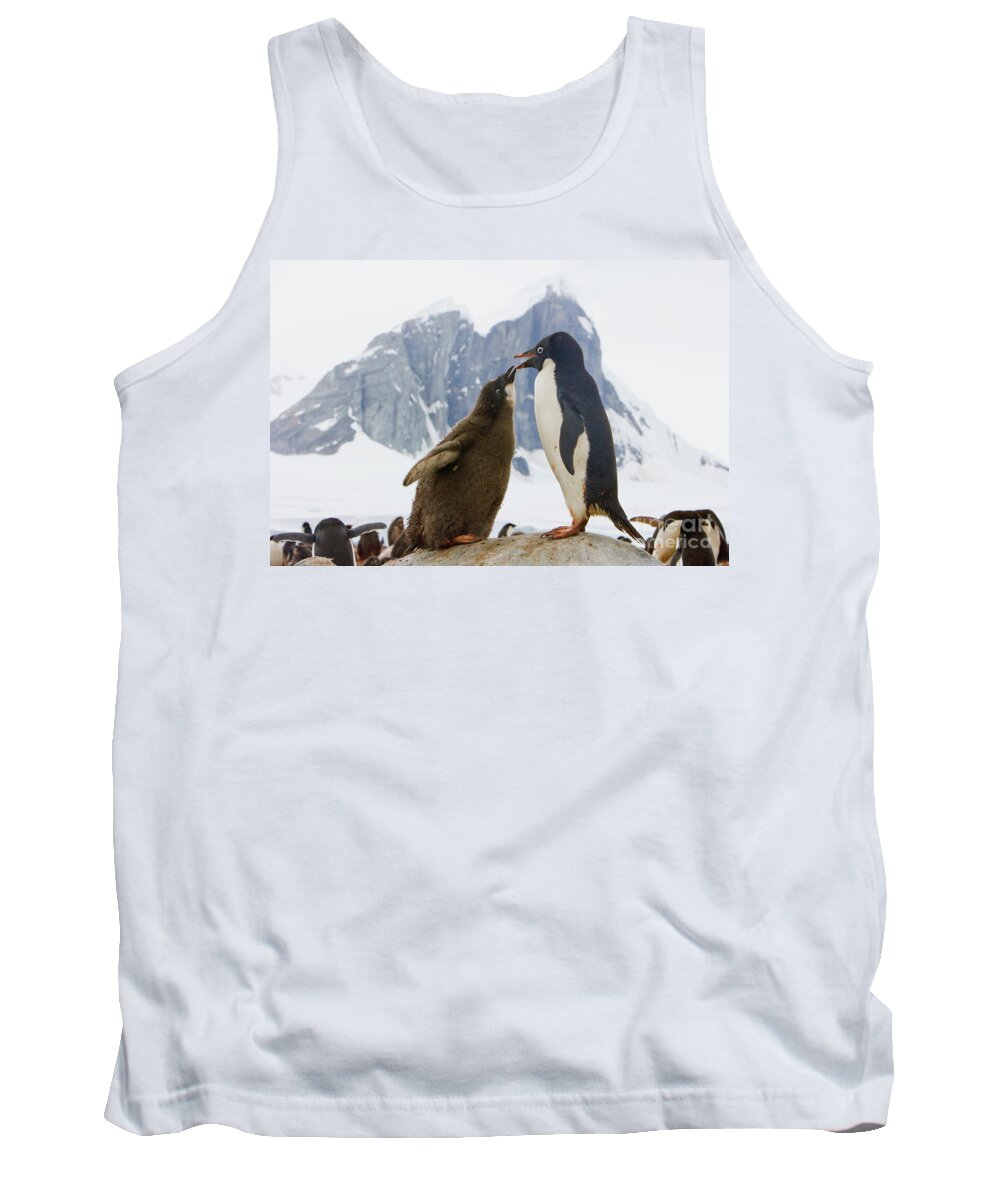 00345593 Tank Top featuring the photograph Adelie Penguin Chick Begging For Food by Yva Momatiuk John Eastcott