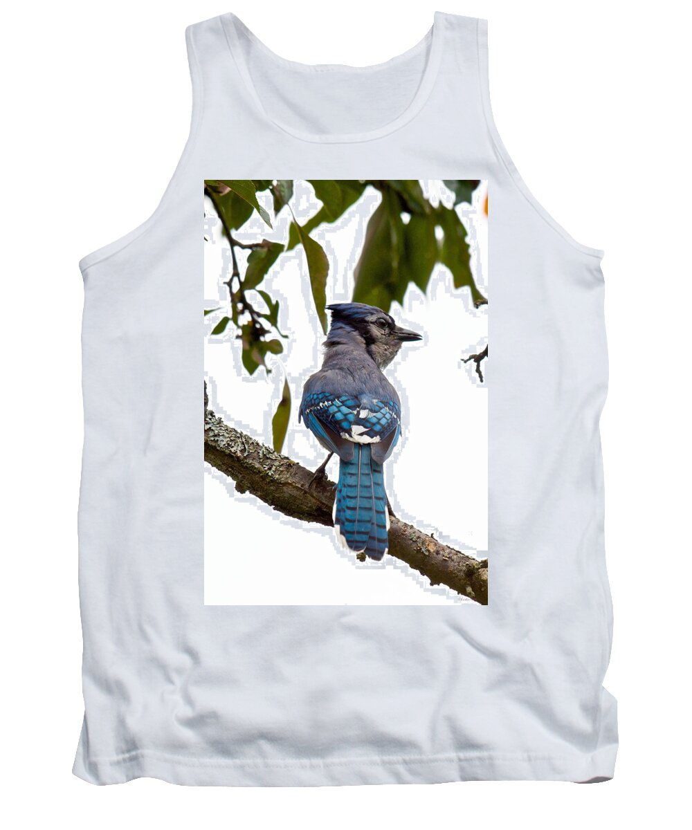Blue Jay Cyanocitta Crostata Tank Top featuring the photograph Bringing Food Back to the Nest by Kristin Hatt