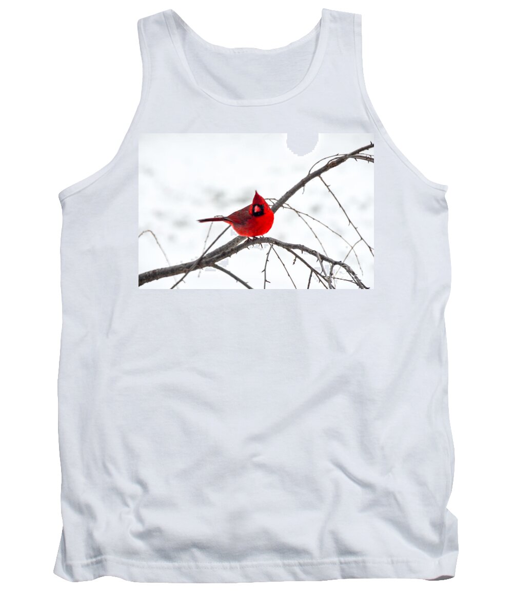 Cardinal Tank Top featuring the photograph Cardinal On A Branch by Mary Carol Story