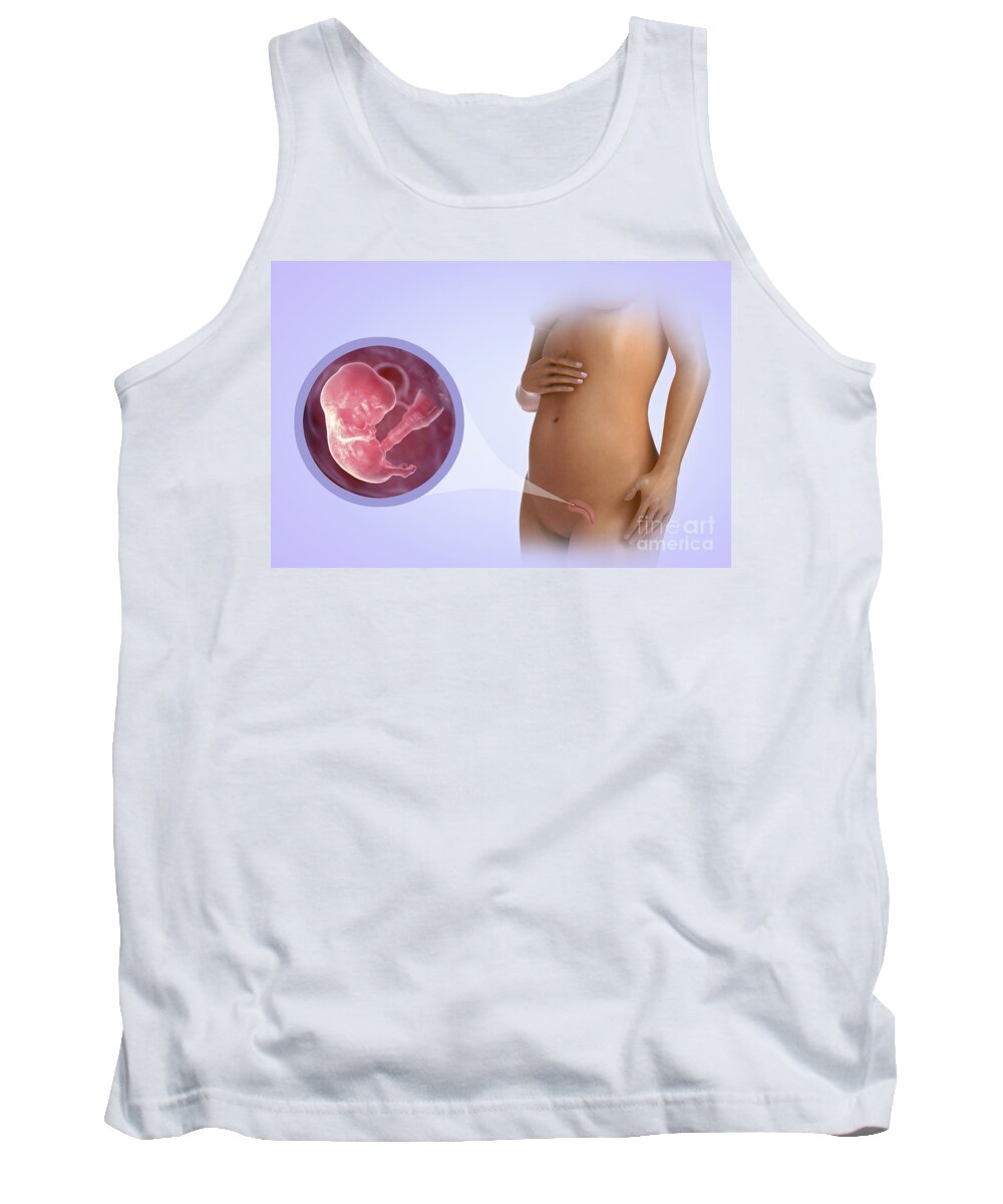 Human Tank Top featuring the photograph Embryo Development Week 8 by Science Picture Co