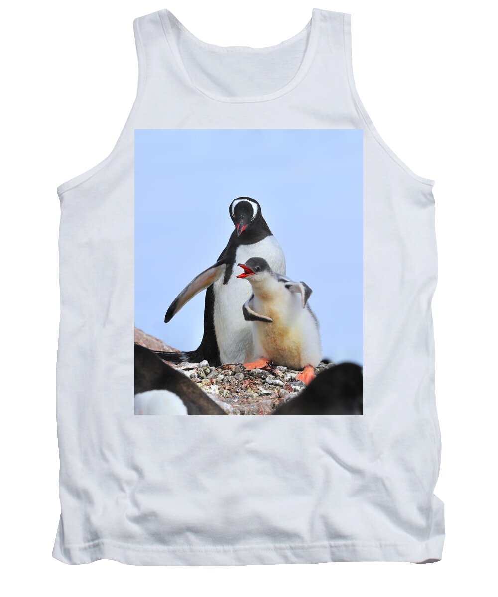 Gentoo Penguin Tank Top featuring the photograph Flipper Flexing by Tony Beck