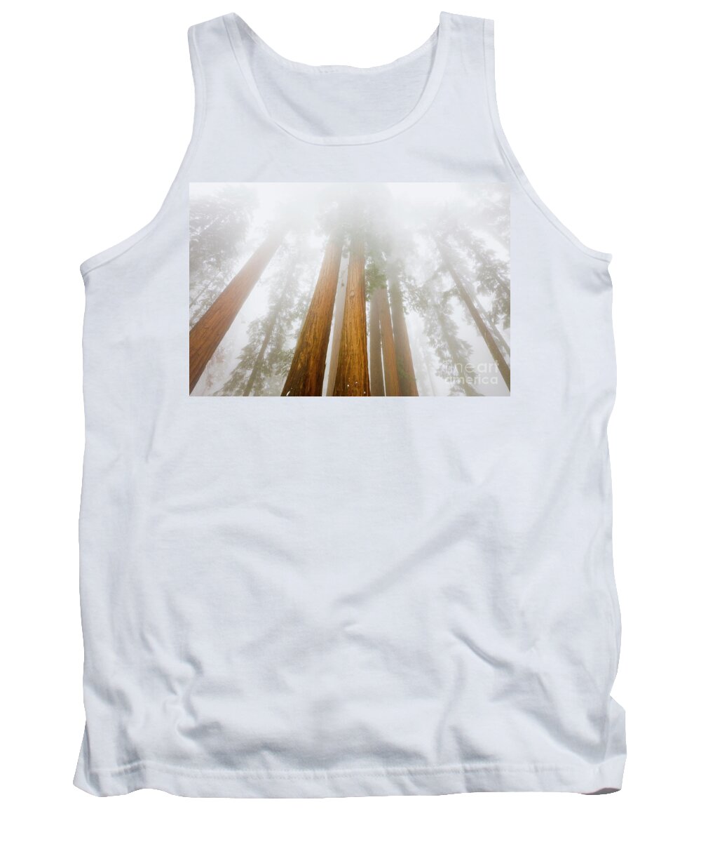 00431213 Tank Top featuring the photograph Giant Sequoias in the Fog #2 by Yva Momatiuk John Eastcott