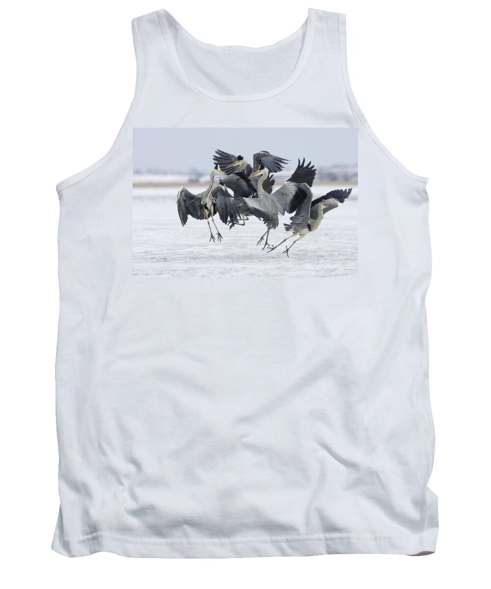 Feb0514 Tank Top featuring the photograph Grey Heron Group Fighting Germany by Konrad Wothe