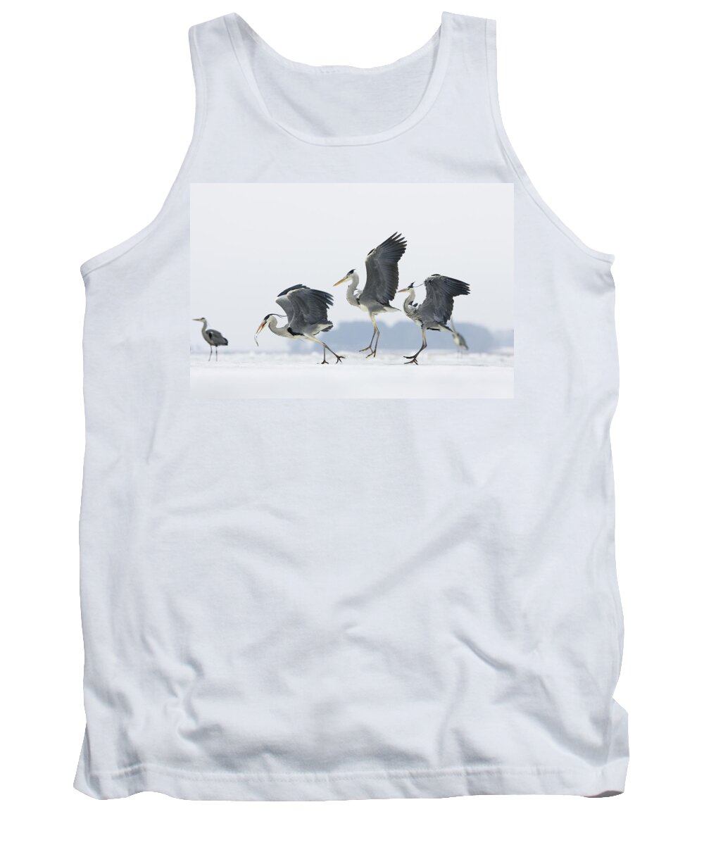 Feb0514 Tank Top featuring the photograph Grey Heron Trio Fighting Over Fish by Konrad Wothe