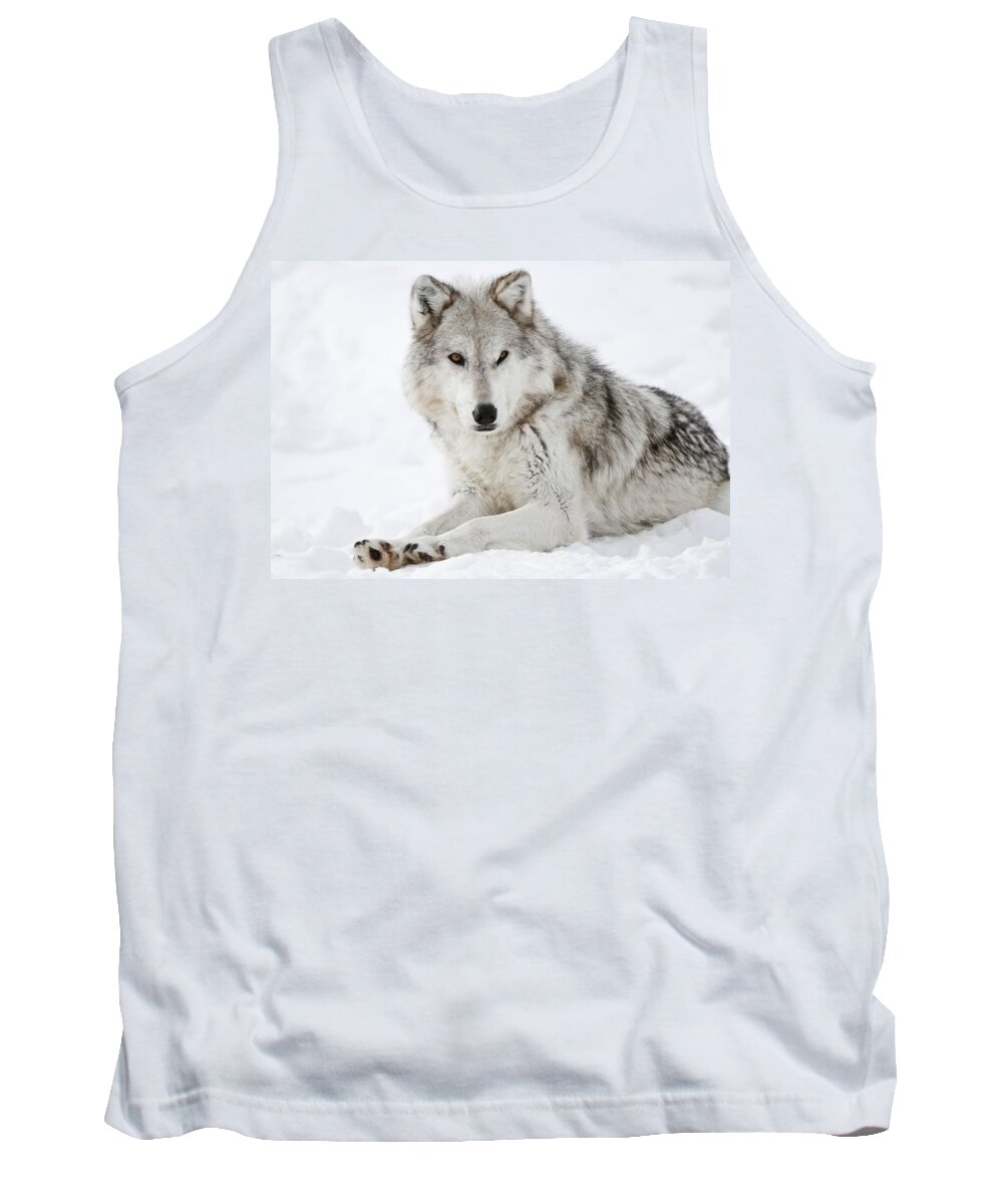 Wolves Tank Top featuring the photograph Grey In The Snow by Athena Mckinzie