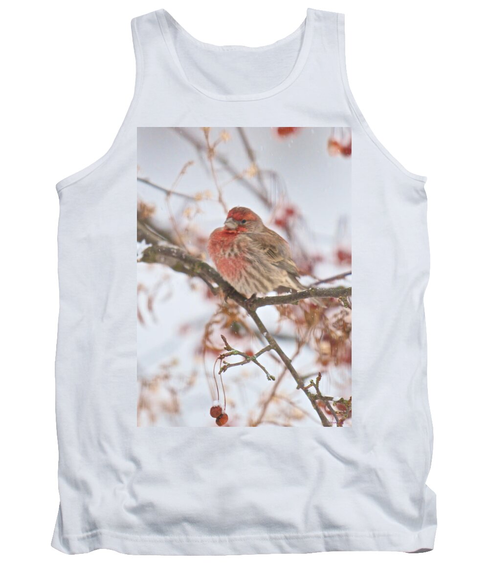 Bird Tank Top featuring the photograph I Cannot Believe It Is So Cold by Kristin Hatt