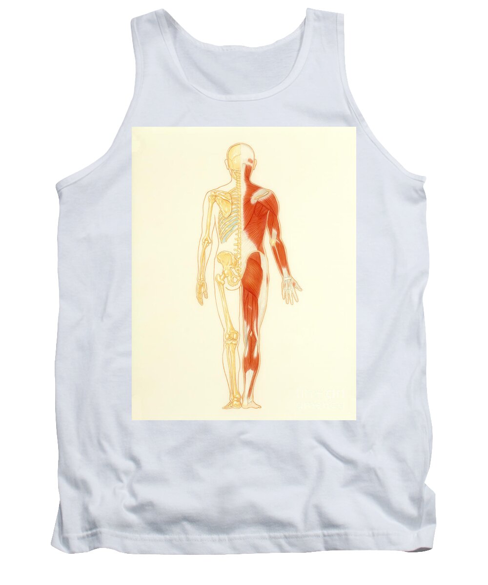 Illustration Tank Top featuring the photograph Musculo-skeletal System by Carlyn Iverson