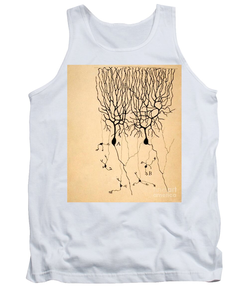 Purkinje Cells Tank Top featuring the photograph Purkinje Cells by Cajal 1899 by Science Source