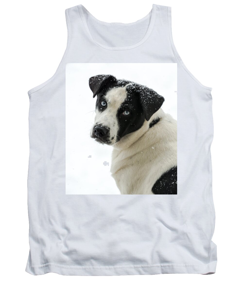 Dog Tank Top featuring the photograph Snow Puppy by Holden The Moment
