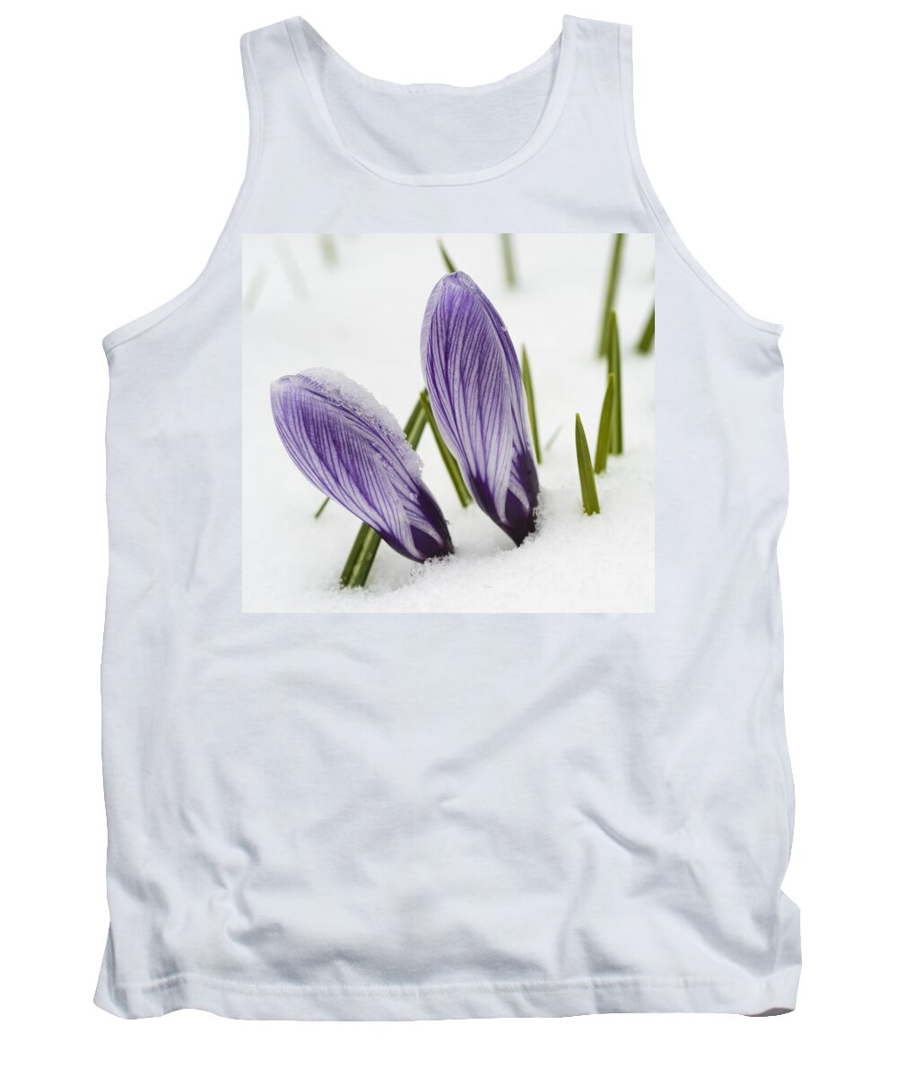 Crocus Tank Top featuring the photograph Two purple crocuses in spring with snow by Matthias Hauser