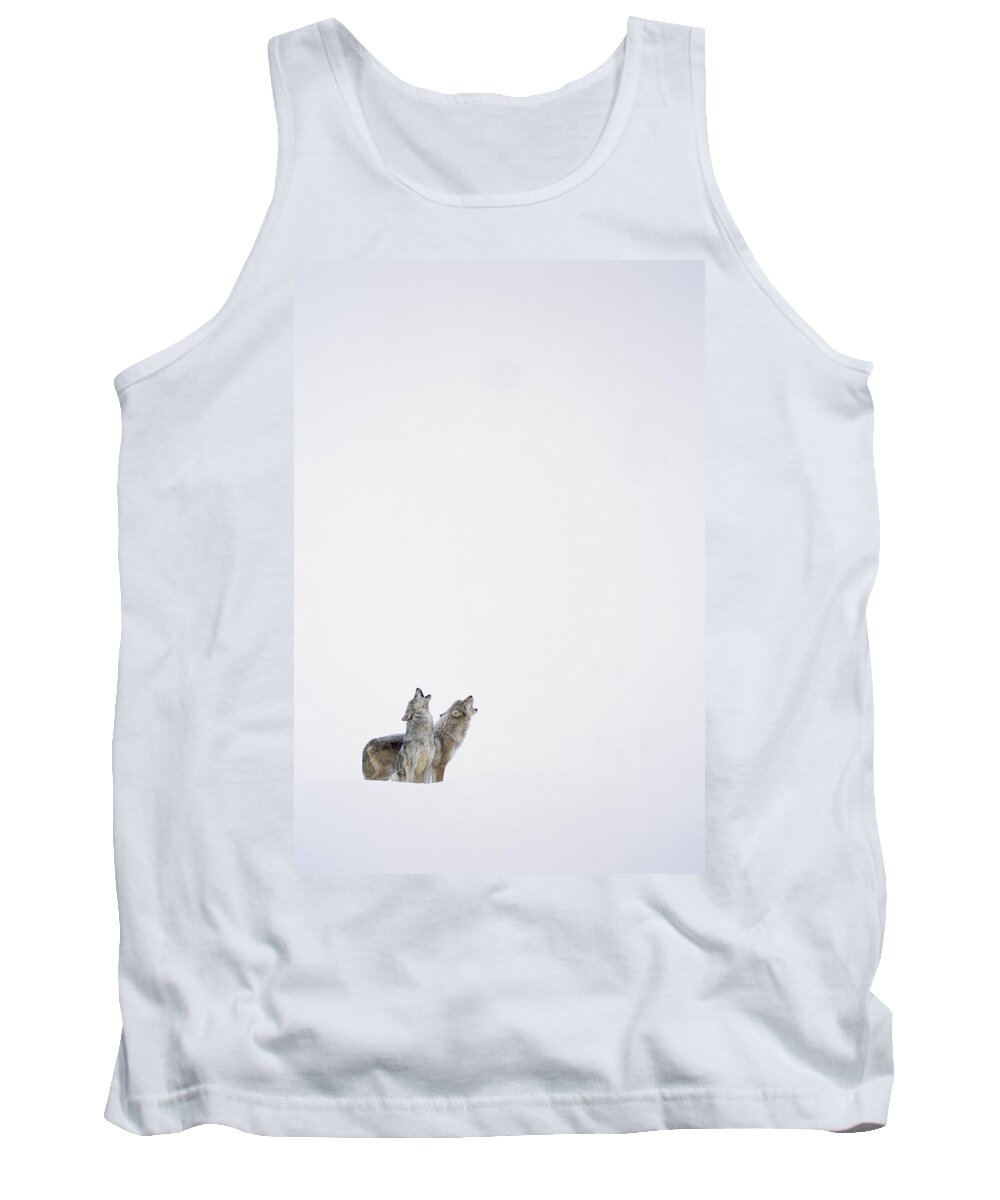 00174263 Tank Top featuring the photograph Timber Wolf Pair Howling In Snow North by Tim Fitzharris