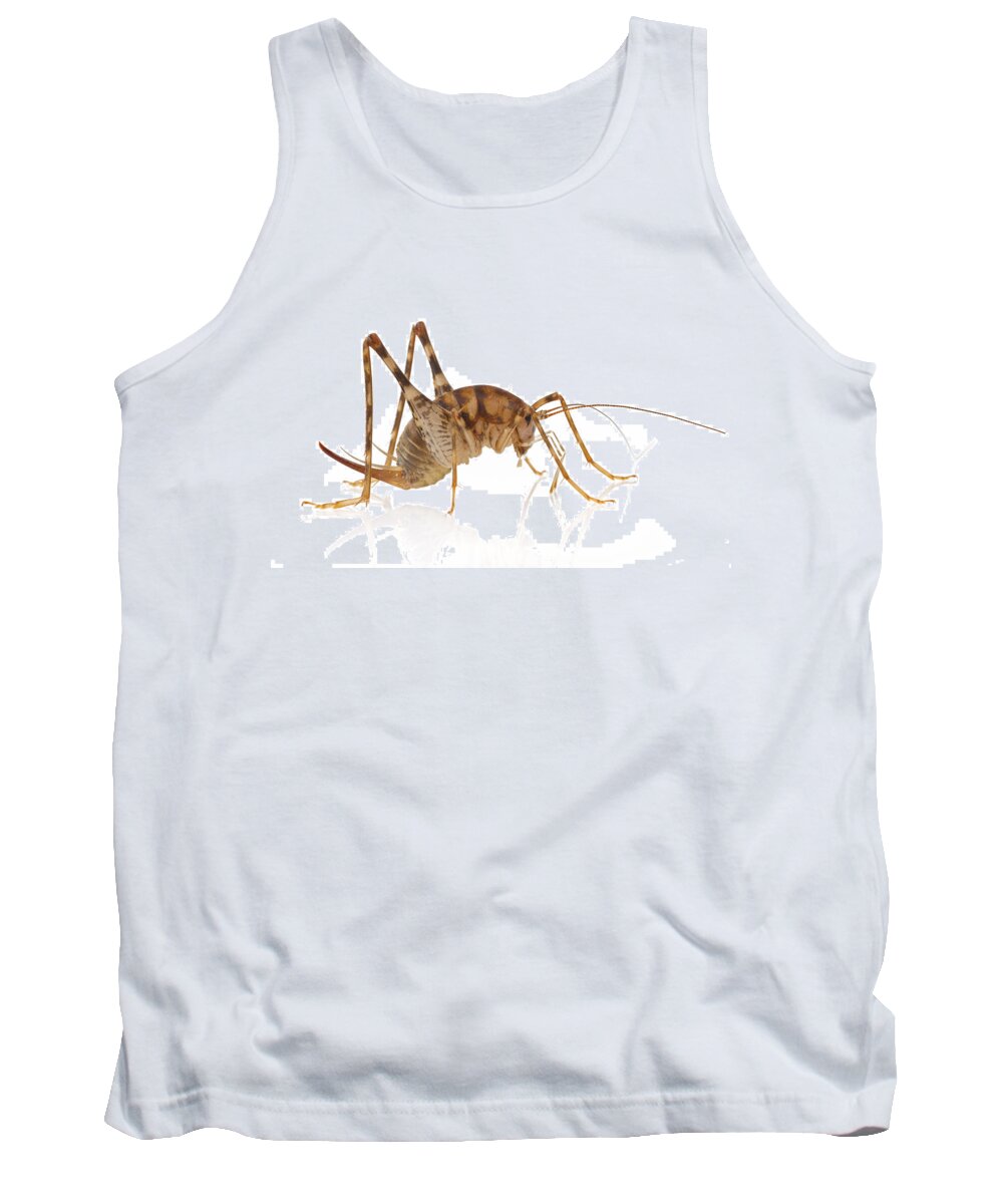 00478807 Tank Top featuring the photograph Greenhouse Camel Cricket by Piotr Naskrecki