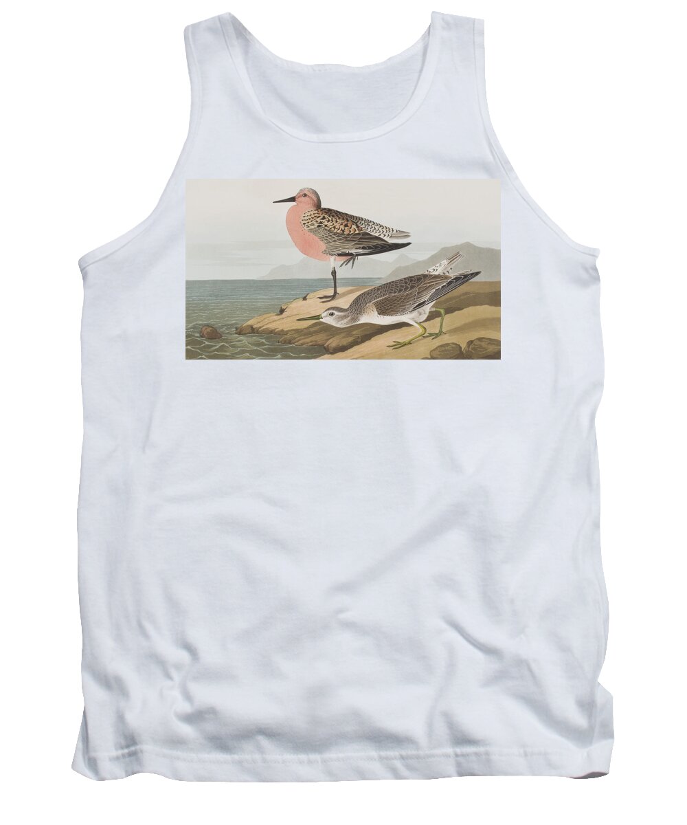 Audubon Tank Top featuring the painting Red-breasted Sandpiper by John James Audubon