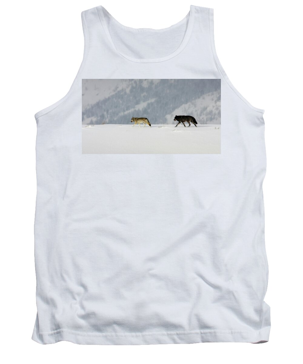 Alpha Tank Top featuring the photograph Alphas #1 by Ronnie And Frances Howard
