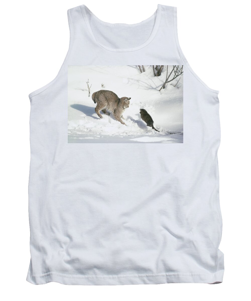 Mp Tank Top featuring the photograph Bobcat Lynx Rufus Hunting Muskrat #1 by Michael Quinton