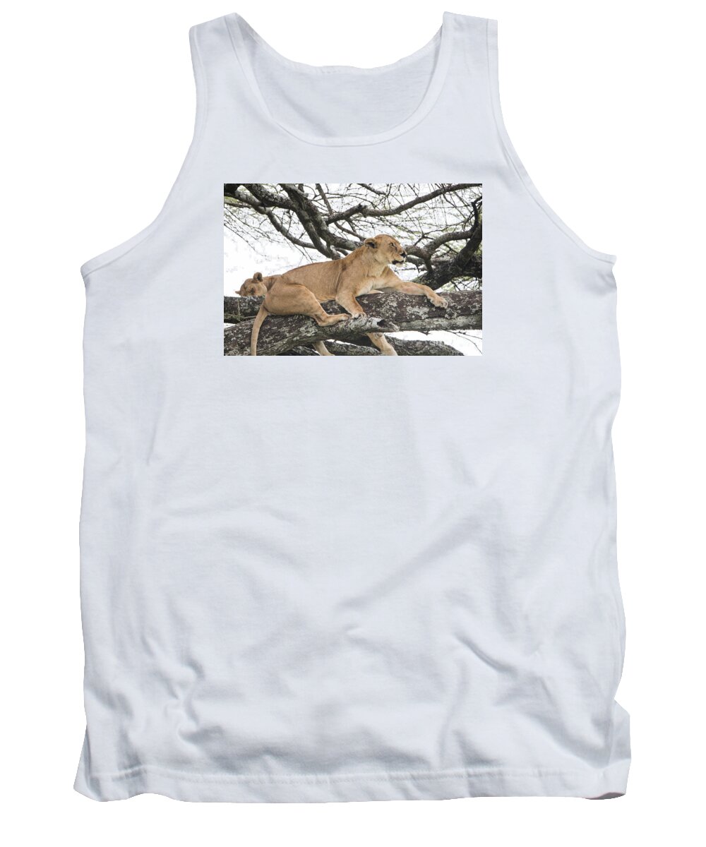 Lions Tank Top featuring the photograph Lions in a tree #1 by Pravine Chester