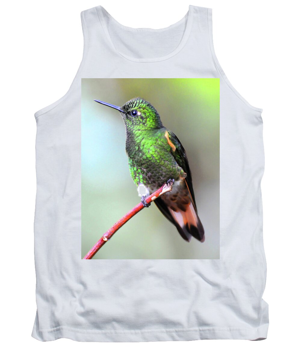 Buff Tank Top featuring the photograph Buff Hummingbird by Ted Keller