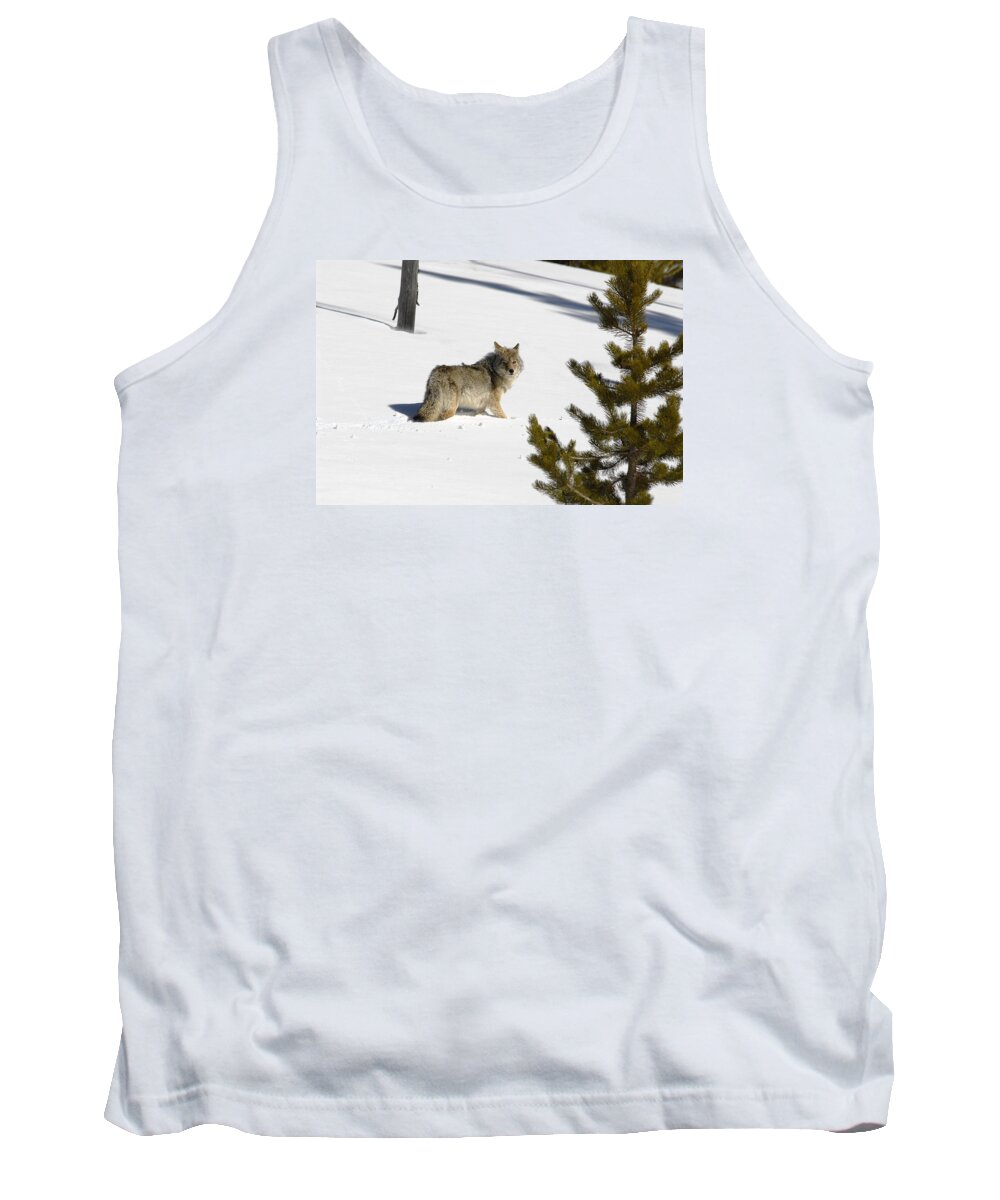 Coyote Tank Top featuring the photograph Coyote in Winter by Scott Read