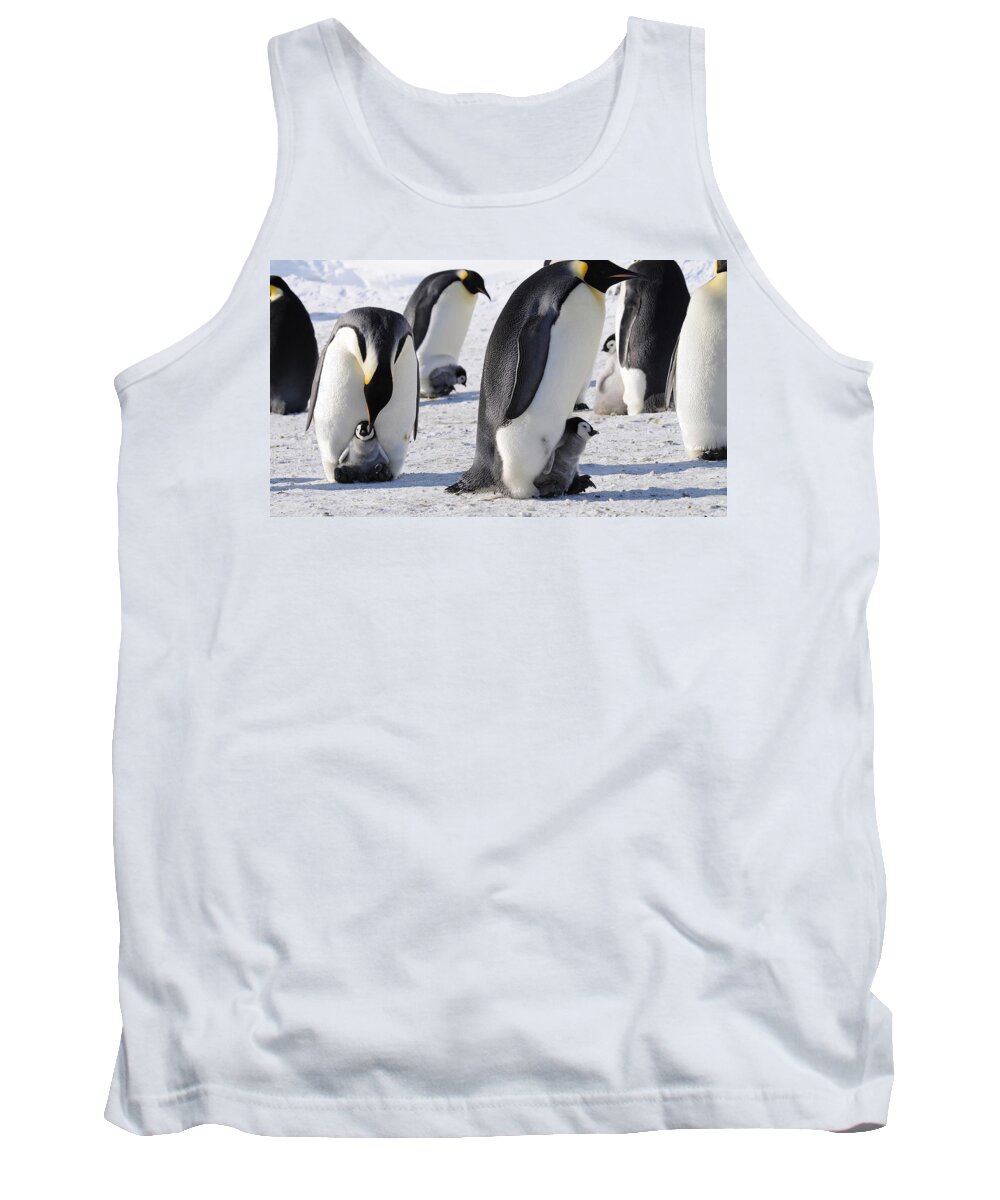 Emperor Penguin Tank Top featuring the photograph Emperor Penguin by Jackie Russo