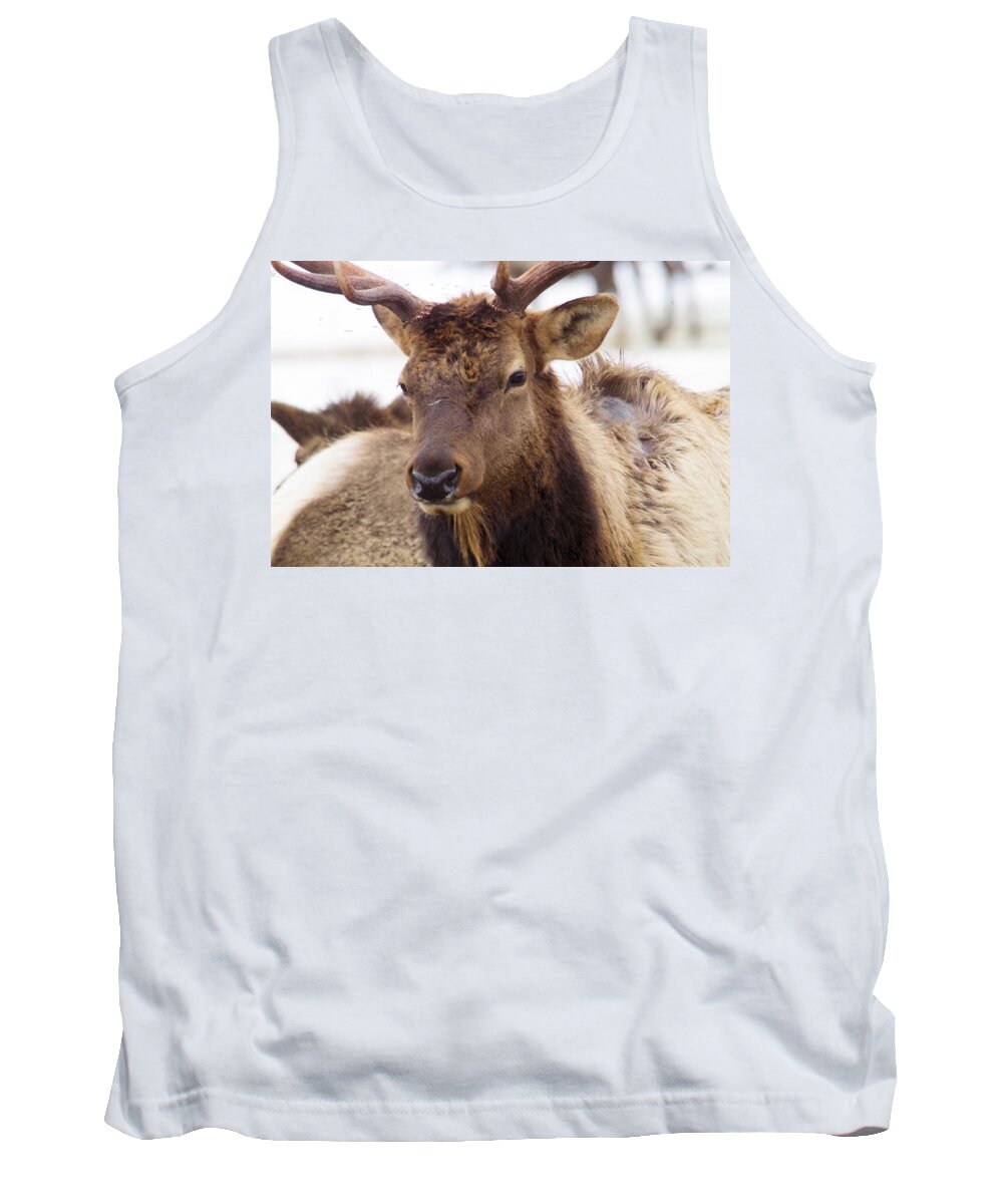 Elk Tank Top featuring the photograph Gaze from a bull elk by Jeff Swan