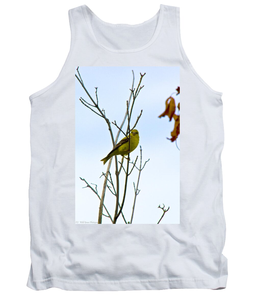 Backyard Tank Top featuring the photograph Goldfinch by Miss Crystal D